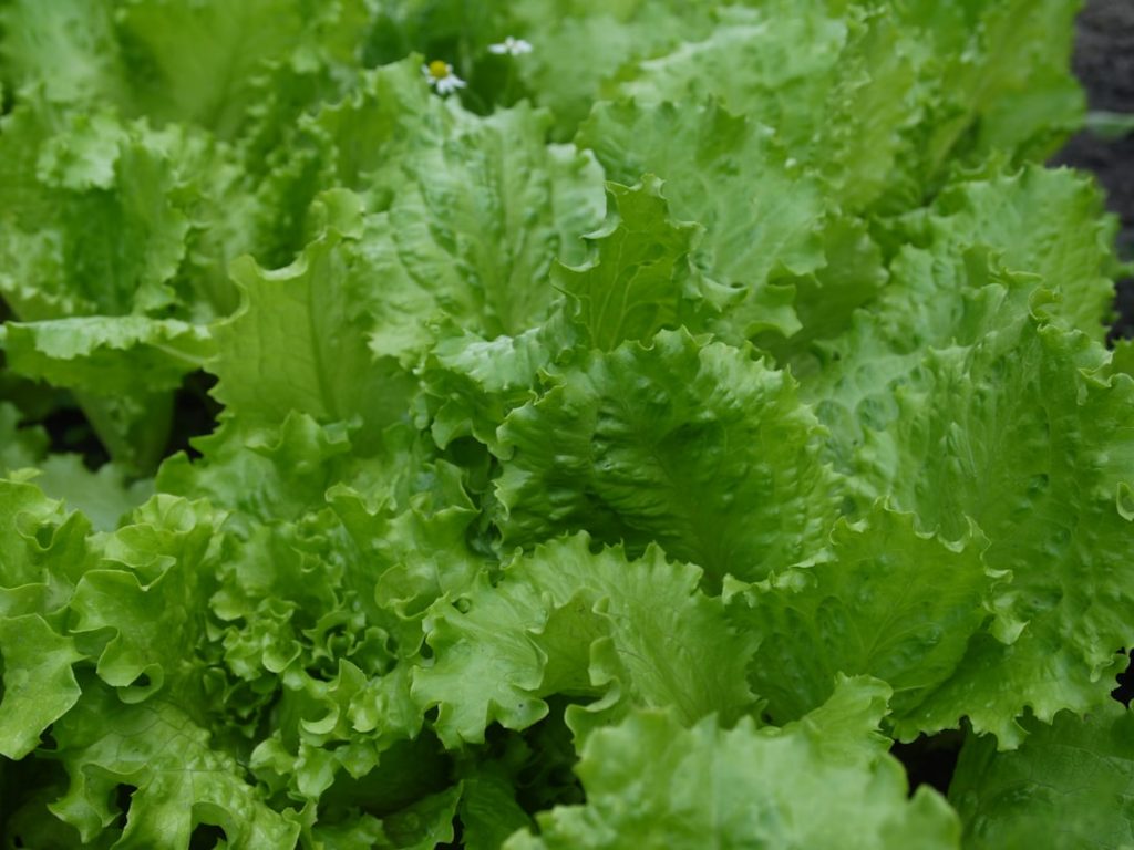 Photo Lettuce storage