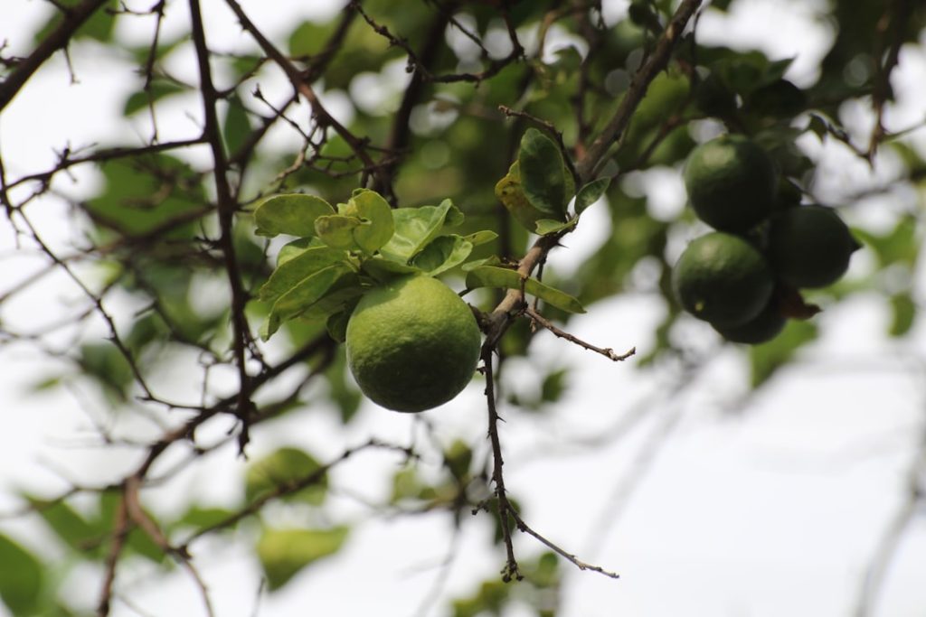 Photo Lime tree