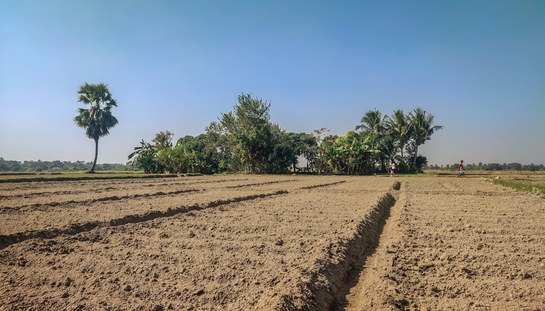 Photo Potatoes, Soil