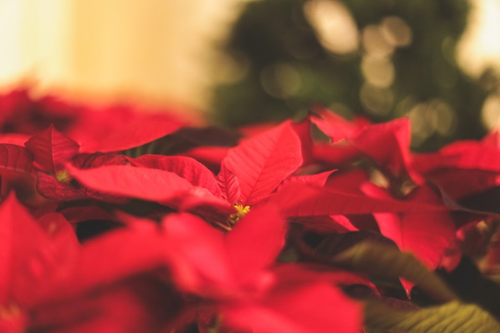 Photo Poinsettia plant