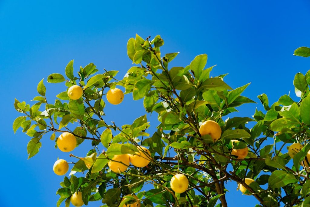 Photo Lemon tree