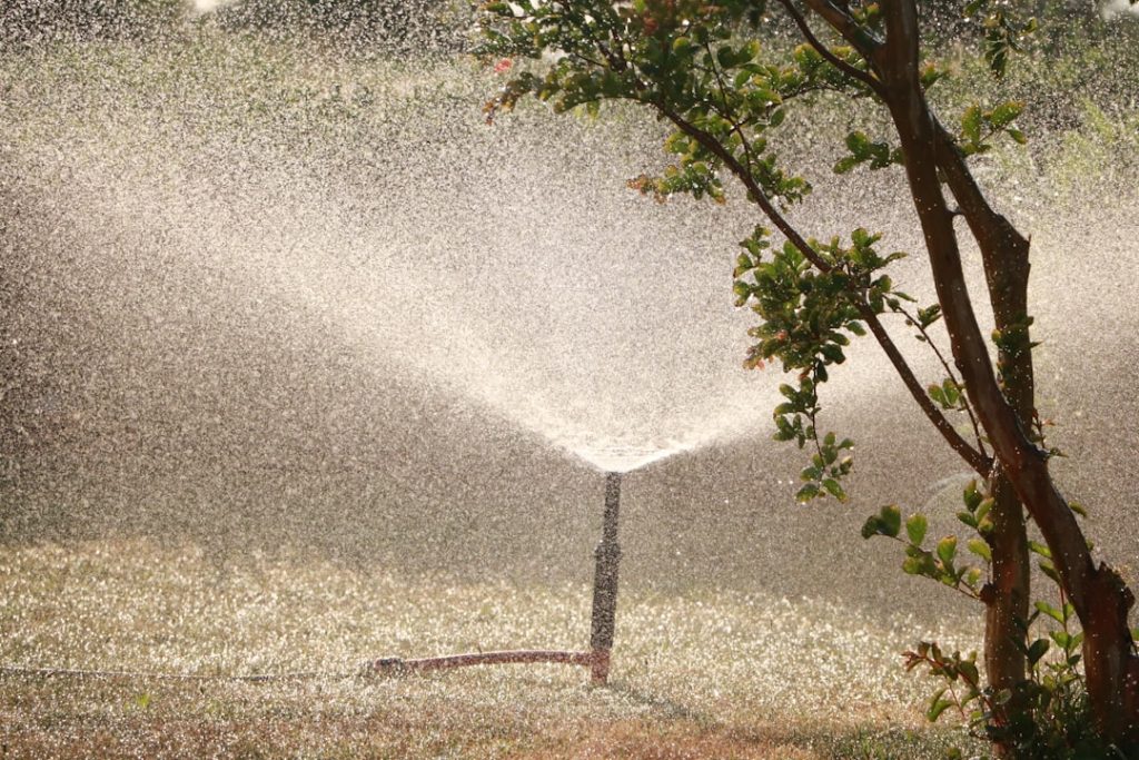 Photo Tree watering