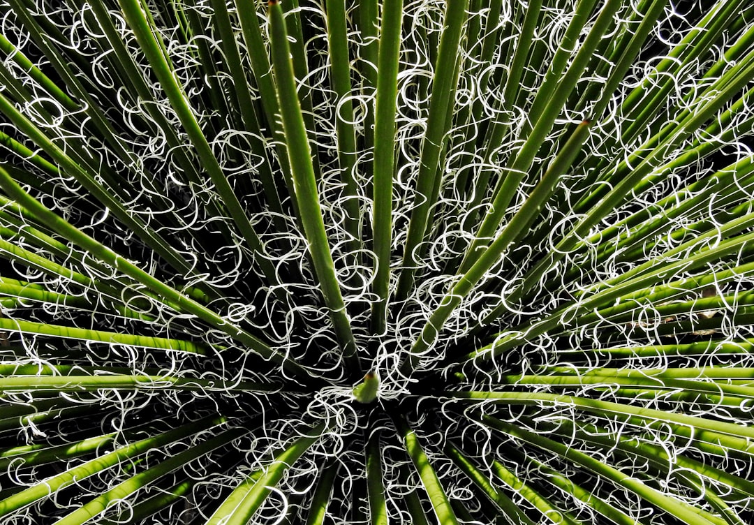 Photo Yucca plant