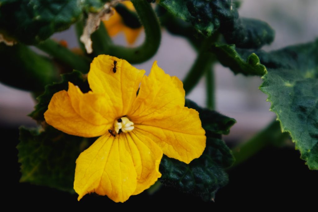 Photo Cucumber plant