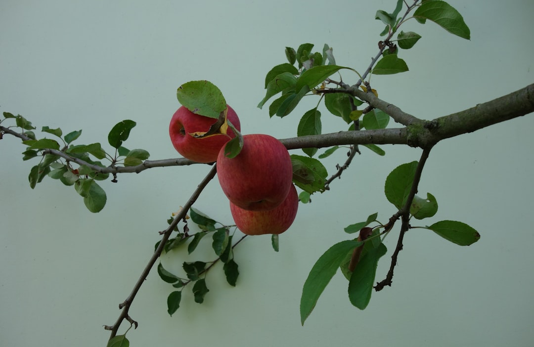 Photo Apple tree