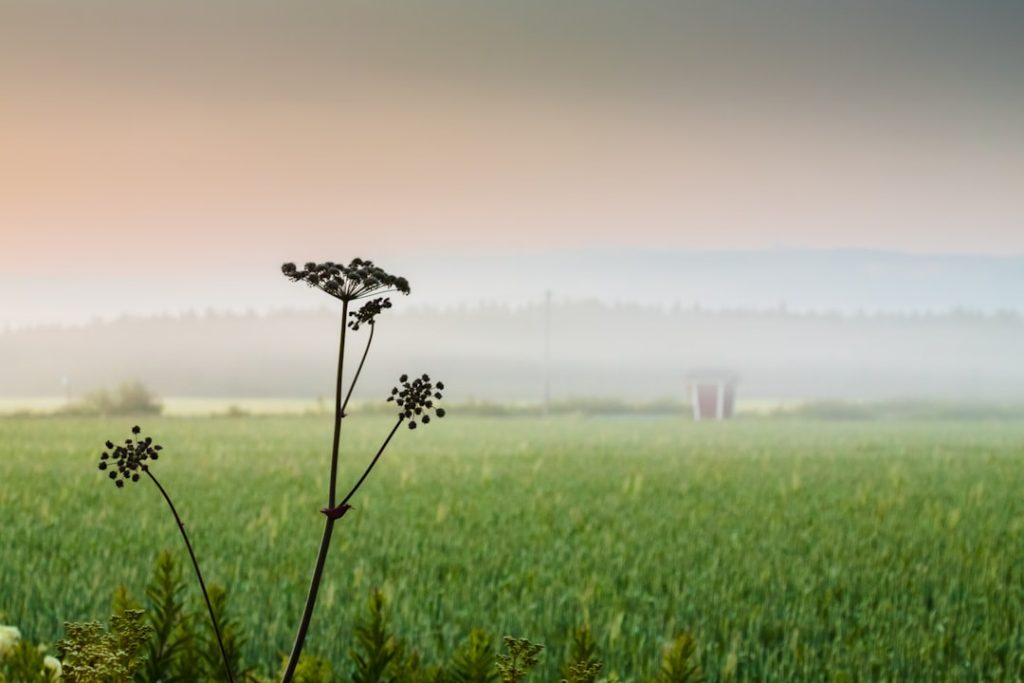 Photo Parsley plant