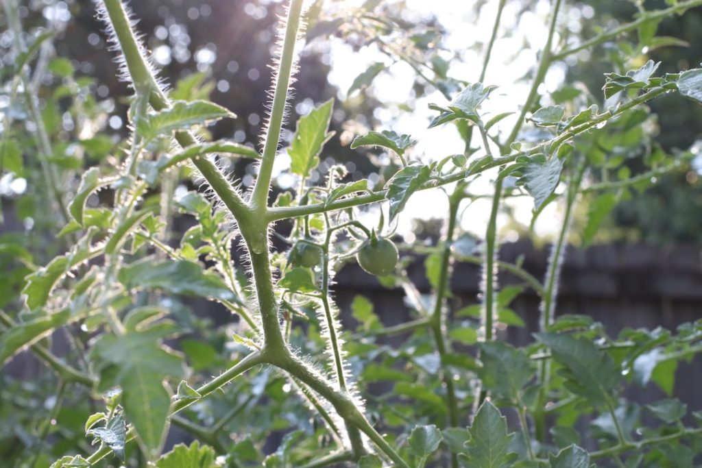 Photo Tomato plant