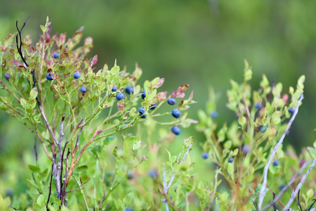 Photo Blueberry plant