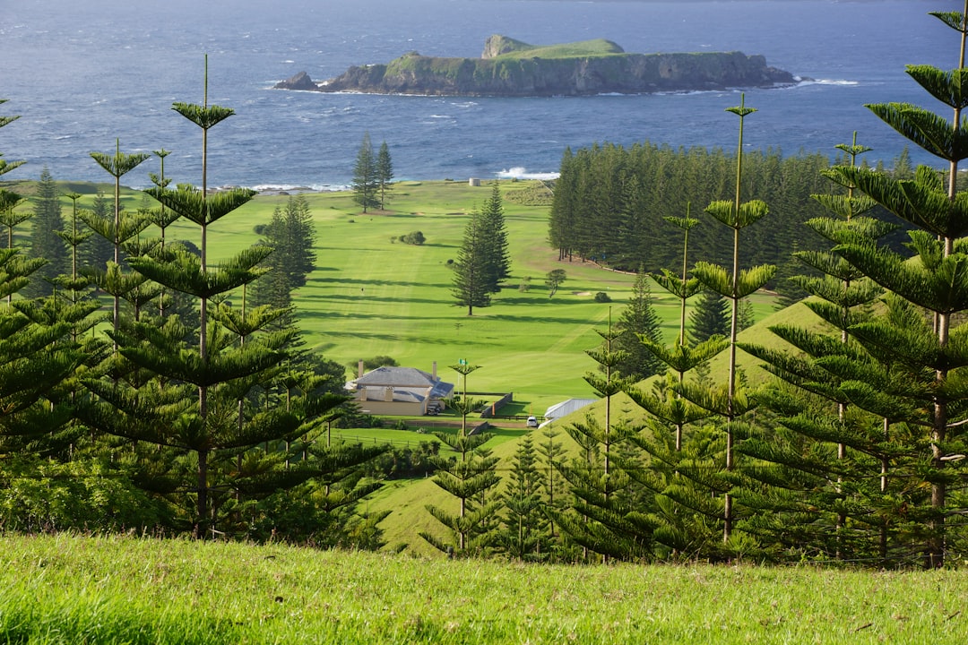 Photo Norfolk Island Pine