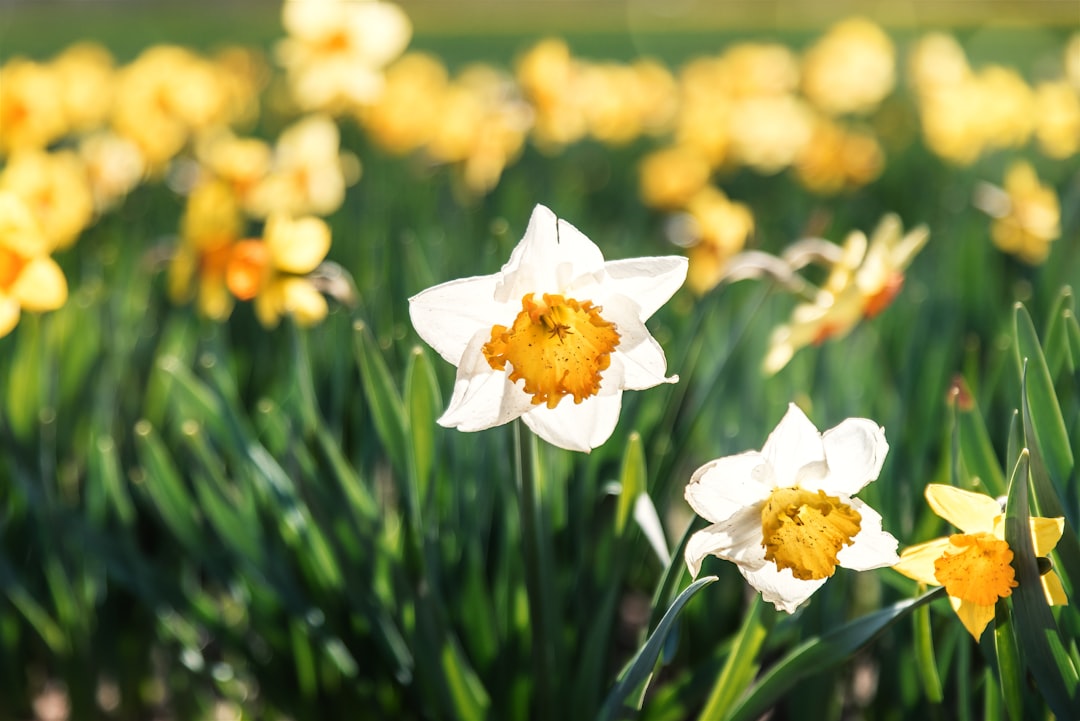 Photo Daffodil bulbs