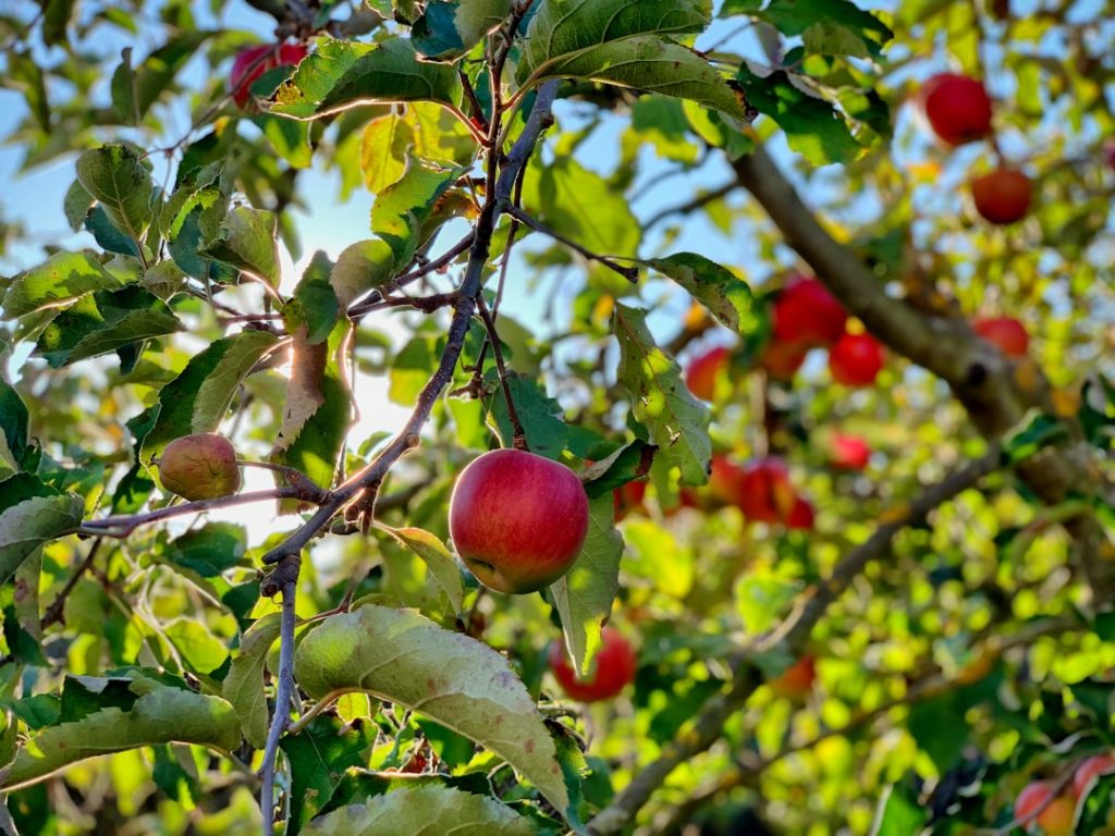 Photo Apple tree