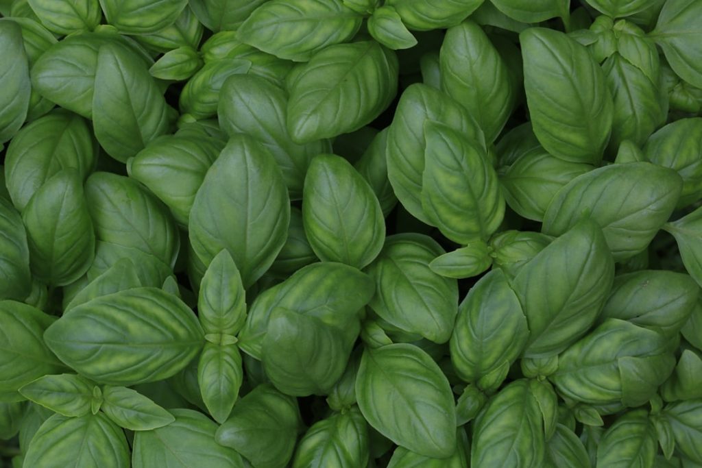 Photo Basil plant