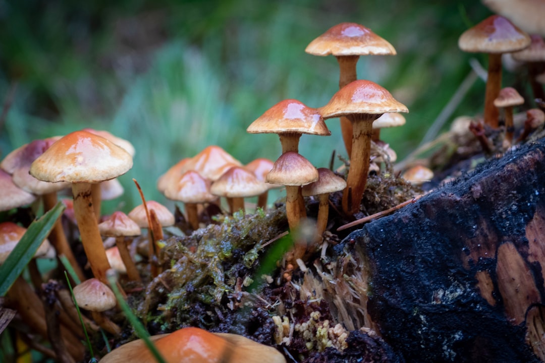 Photo Mushroom spores