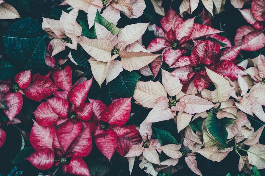 Photo Poinsettia plant