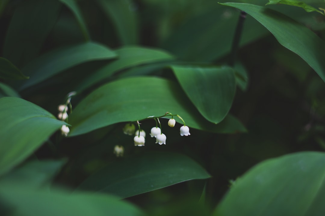 Photo lily plant