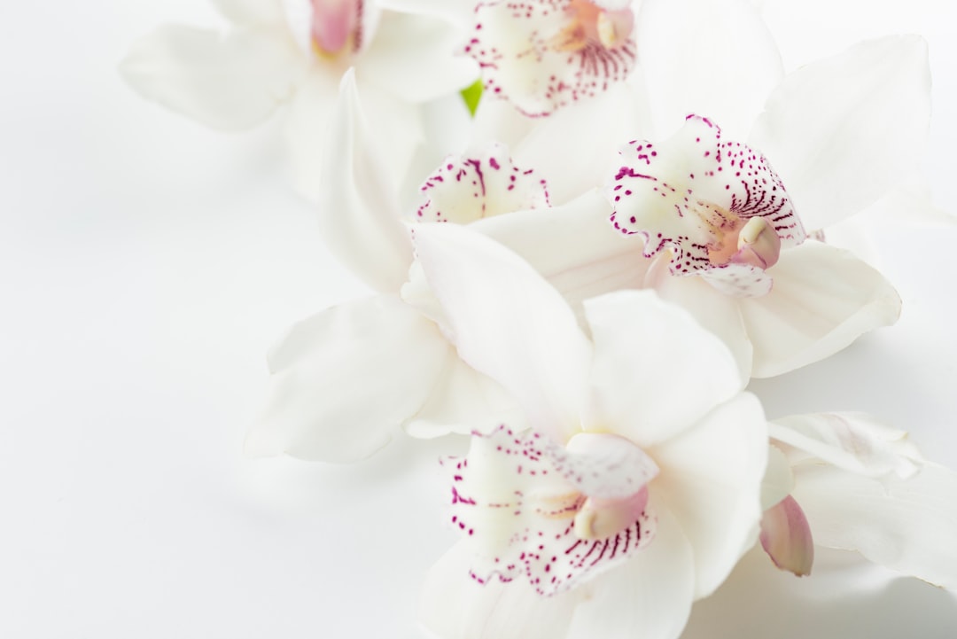 Photo Orchid plant