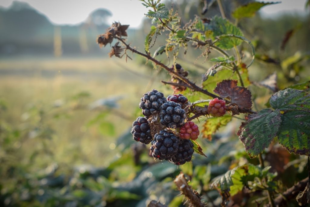 Photo Raspberry bush