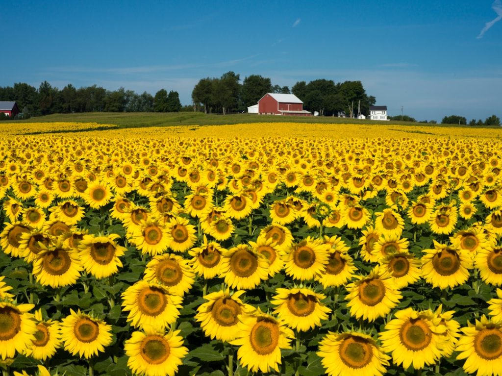 Photo Sunflower field