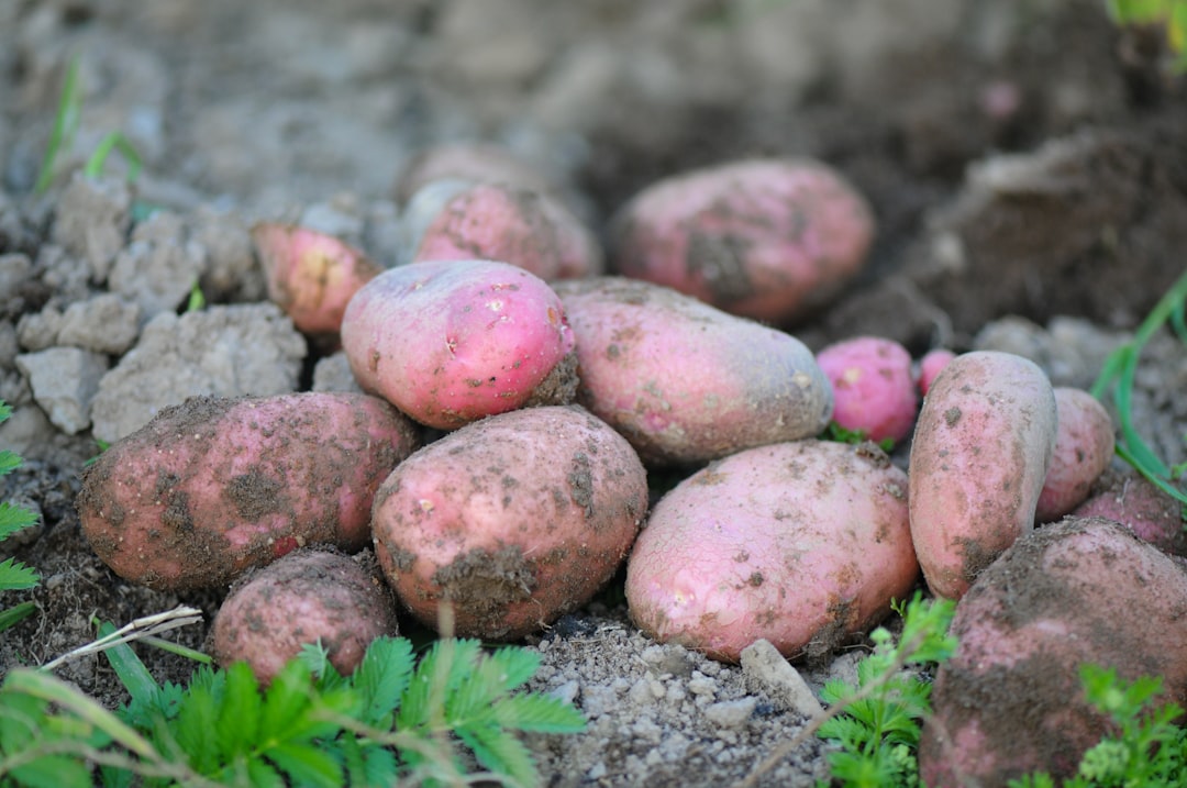 Photo Potatoes, Harvesting