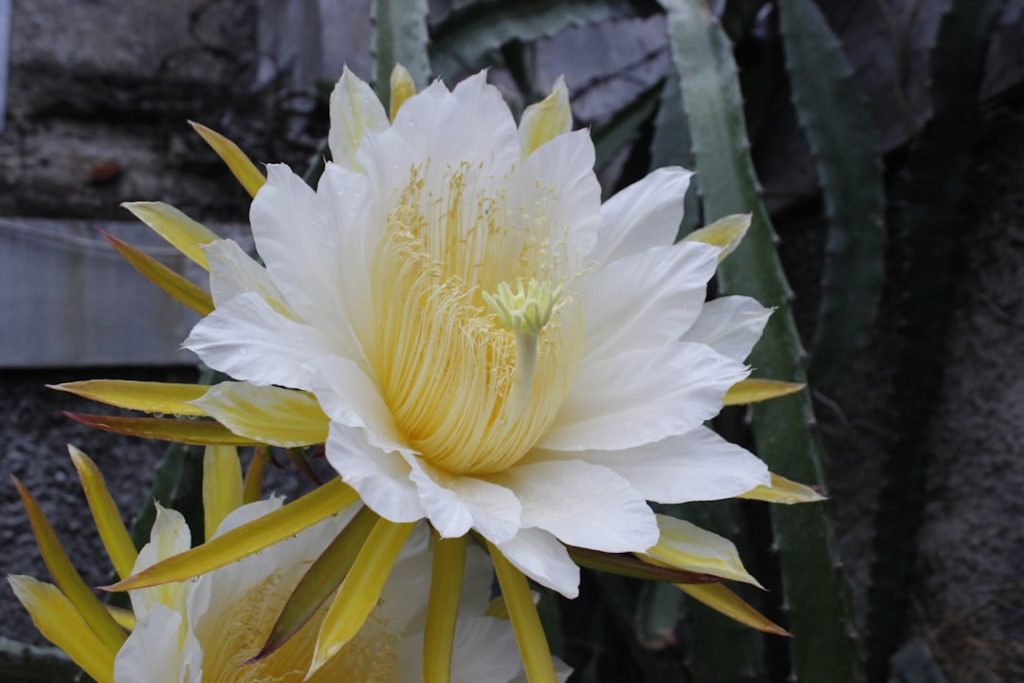 Photo Dragon fruit: cactus