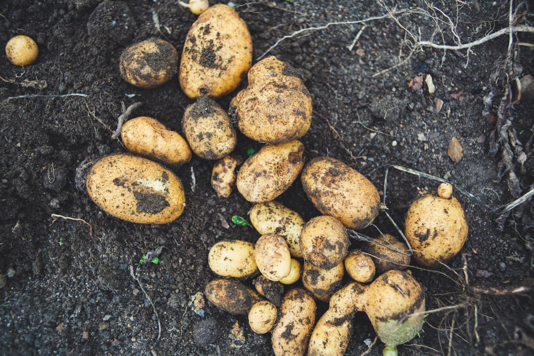 Photo Potato harvest