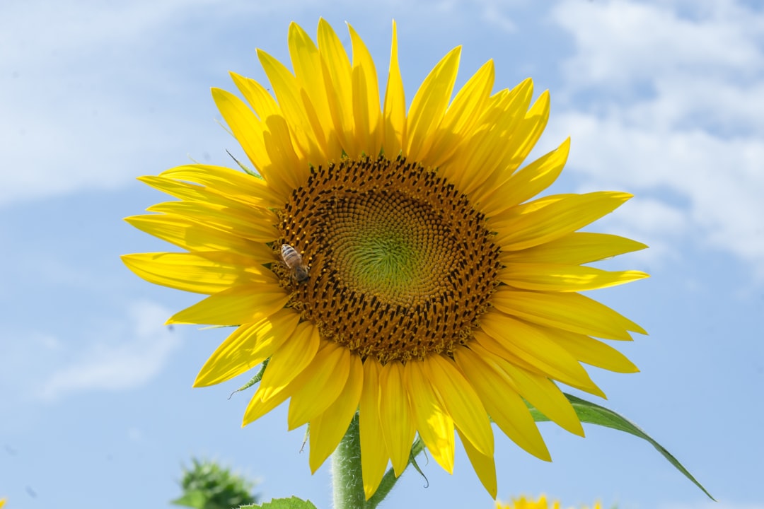 Photo Sunflower seedling