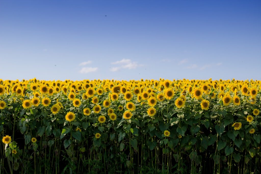 Photo Sunflower seeds