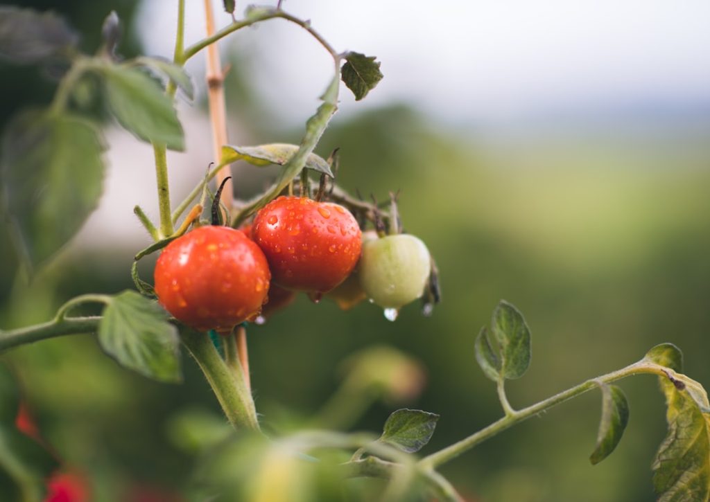 Photo Tomato plant