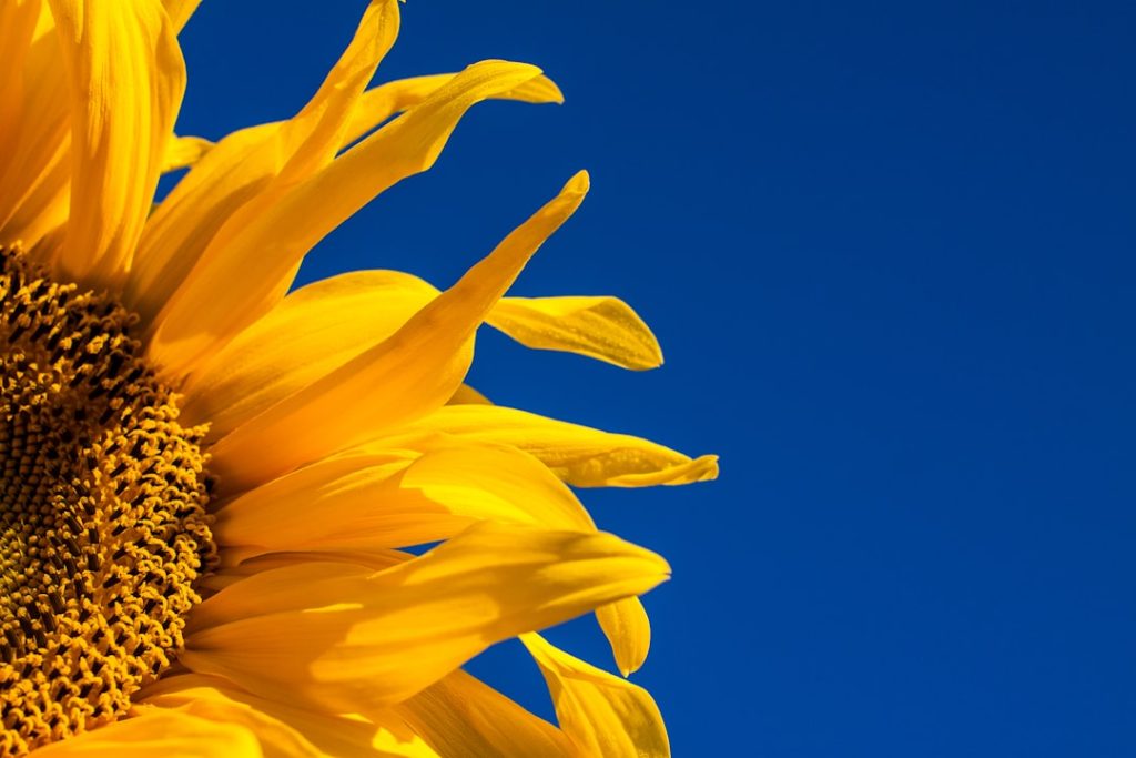 Photo Sunflower seedling