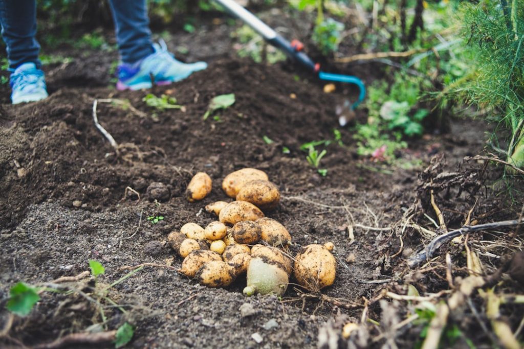 Photo Potatoes, Harvesting