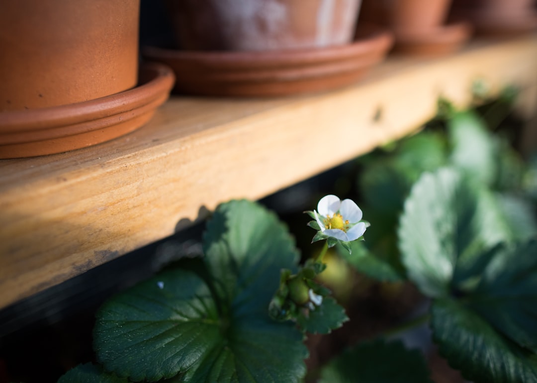 Photo Strawberry plant pot