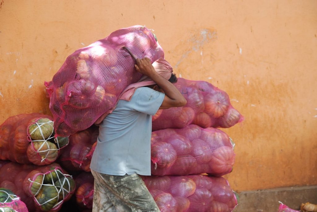 Photo Garlic harvest