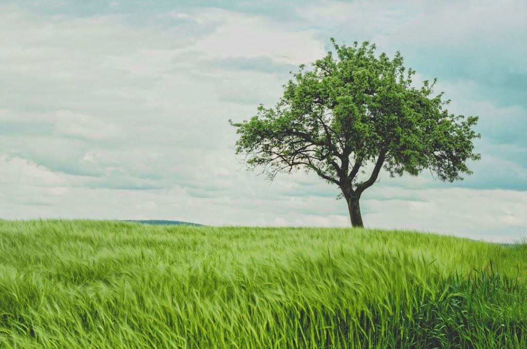 Photo Fig tree