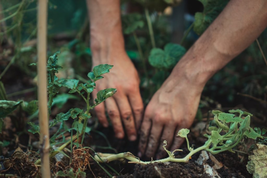 Photo Potato plant