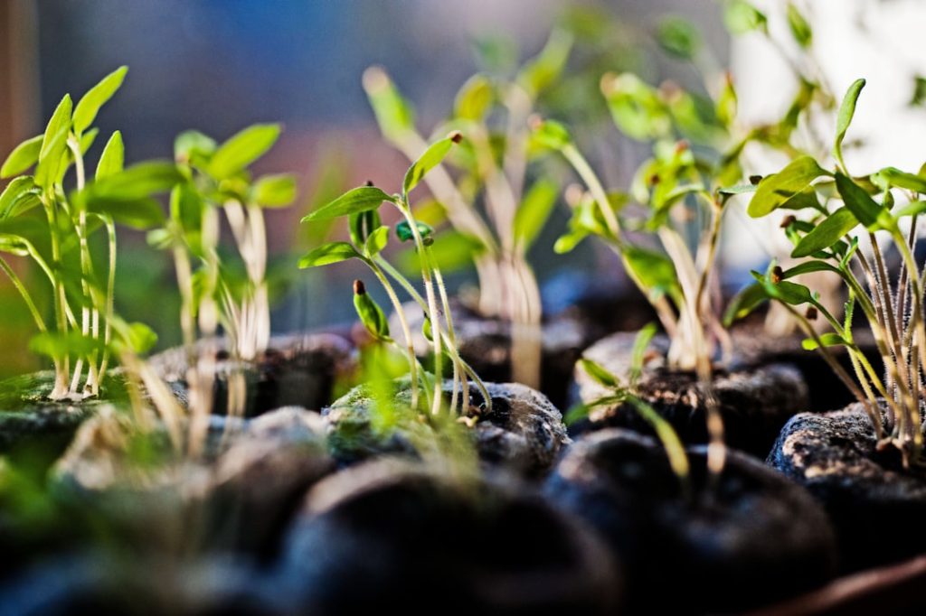 Photo Tomato seedlings