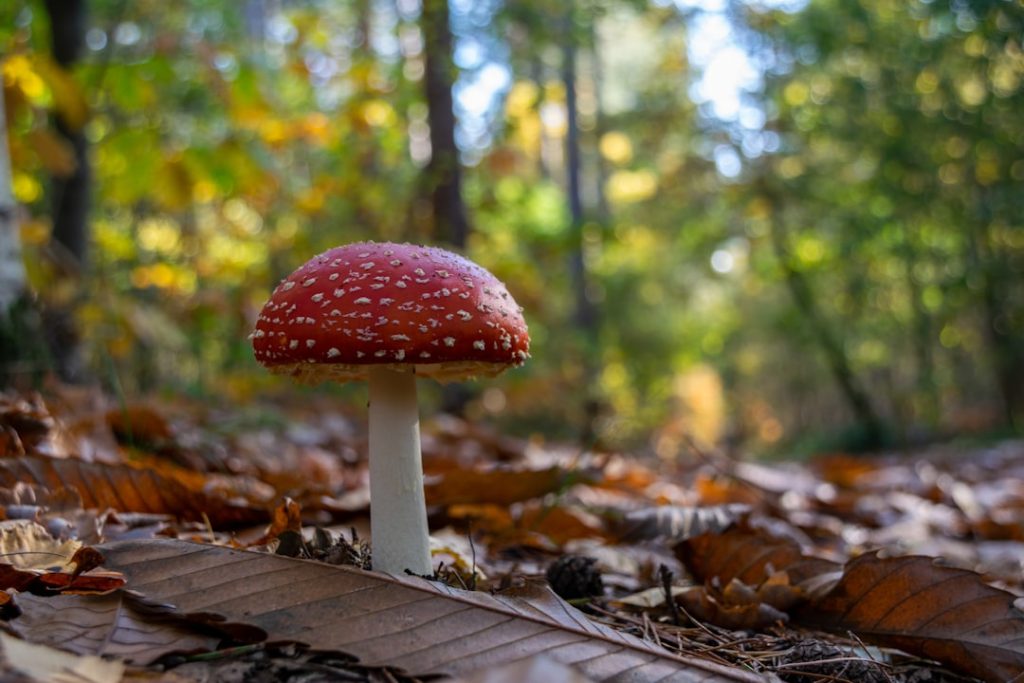 Photo Mushroom kit