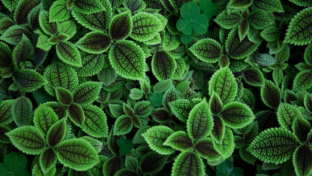 Photo Image: Peanut Plant