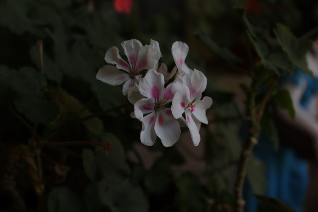 Photo Geranium cutting