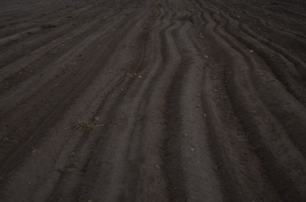 Photo Potatoes, Harvesting