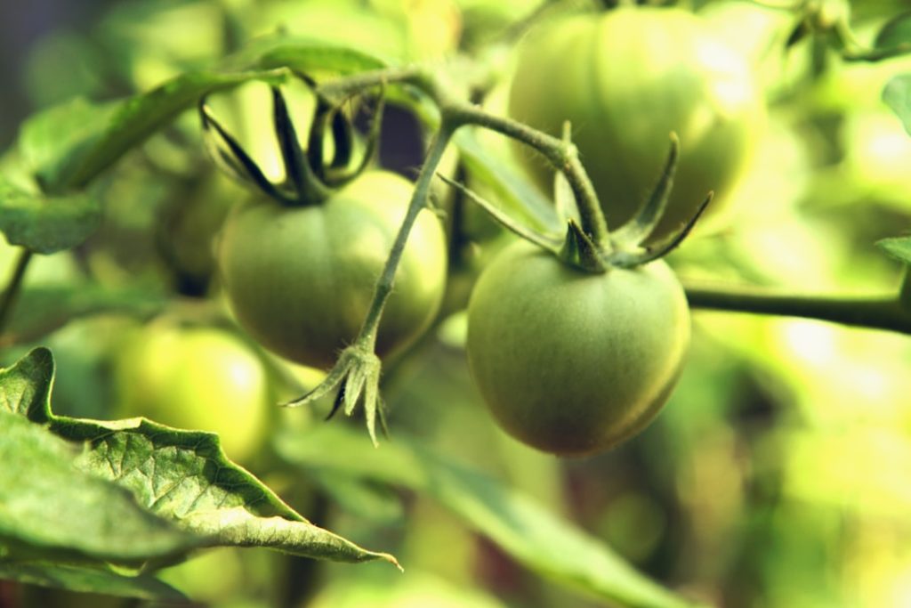 Photo Tomatoes, Sunlight