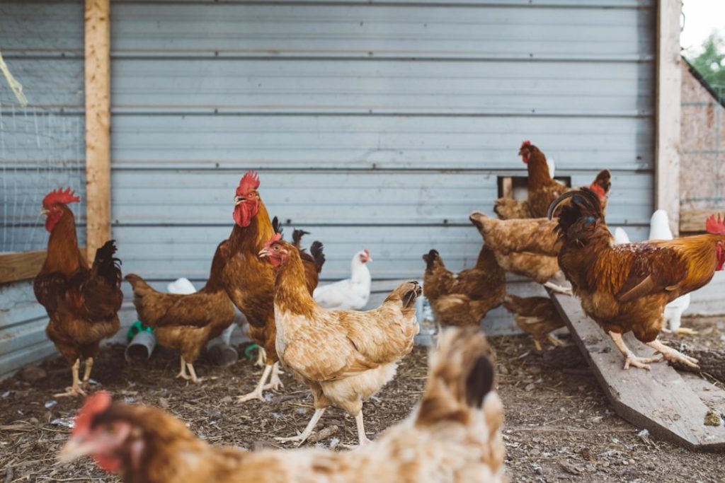 Photo chicken manure, compost bin