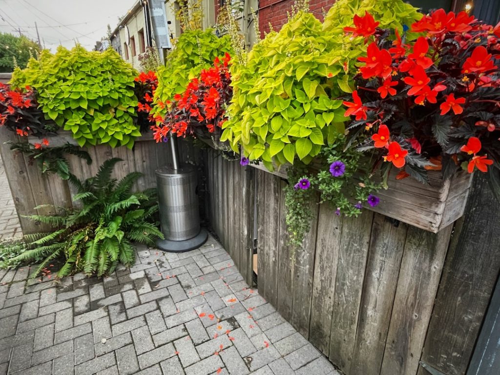 Photo Container garden