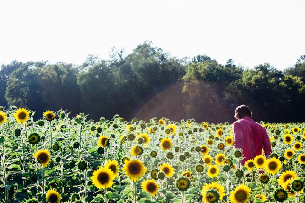 Photo Sunflower head