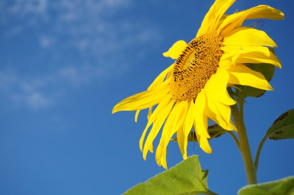 Photo Sunflower seeds