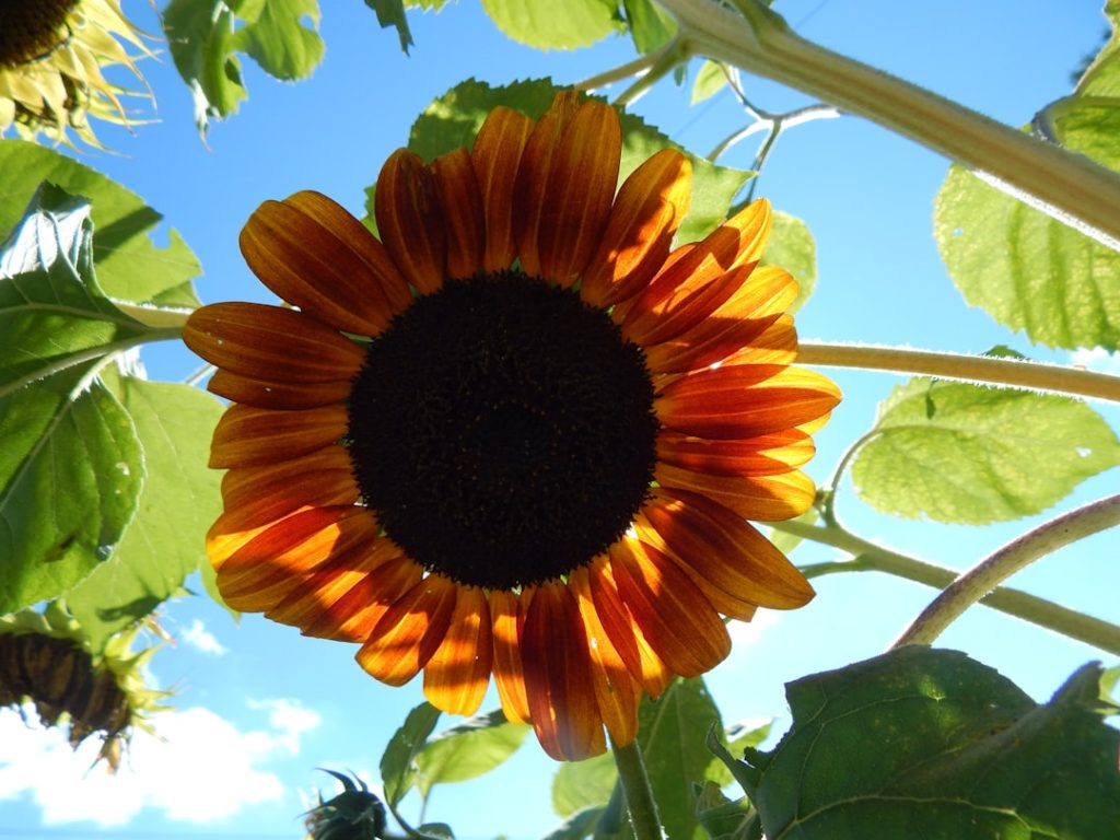 Photo Image: Fall Garden