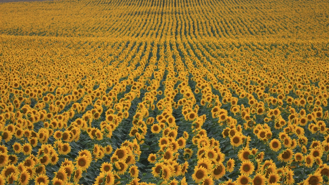 Photo Sunflower field