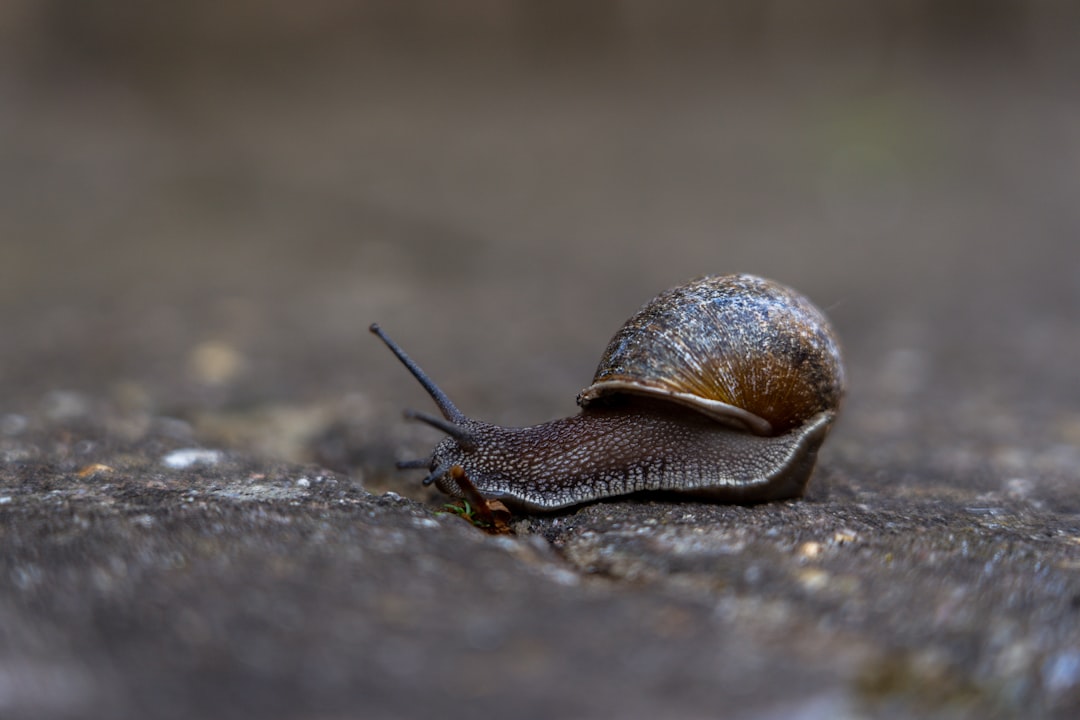 Photo Garden snails