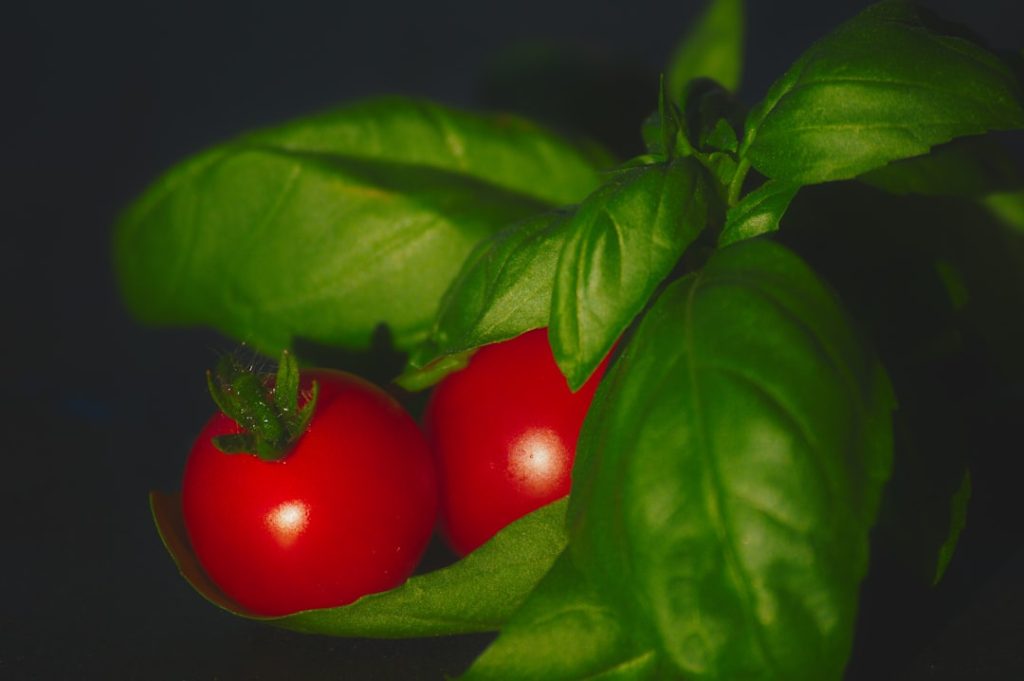 Photo Tomato plants