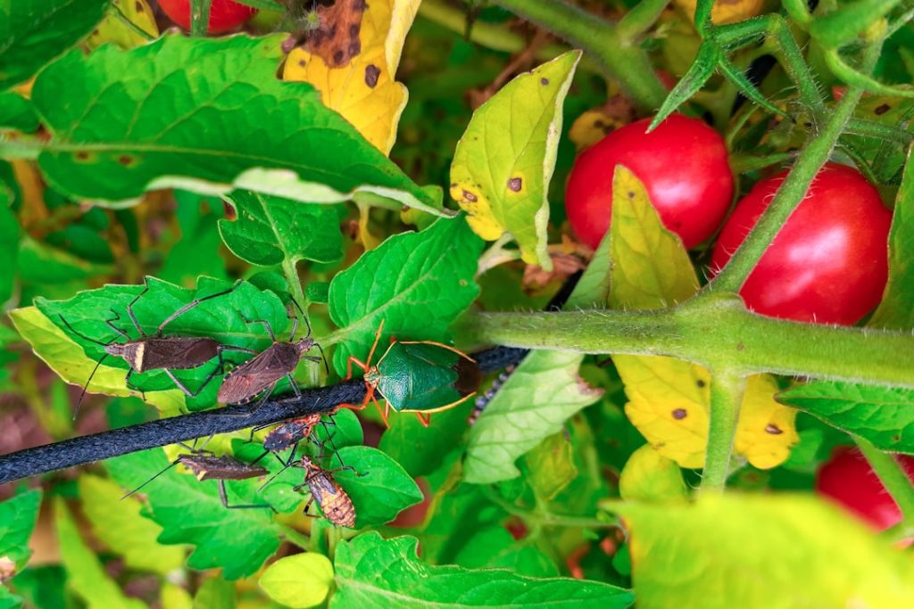 Photo Image: Vegetable Garden