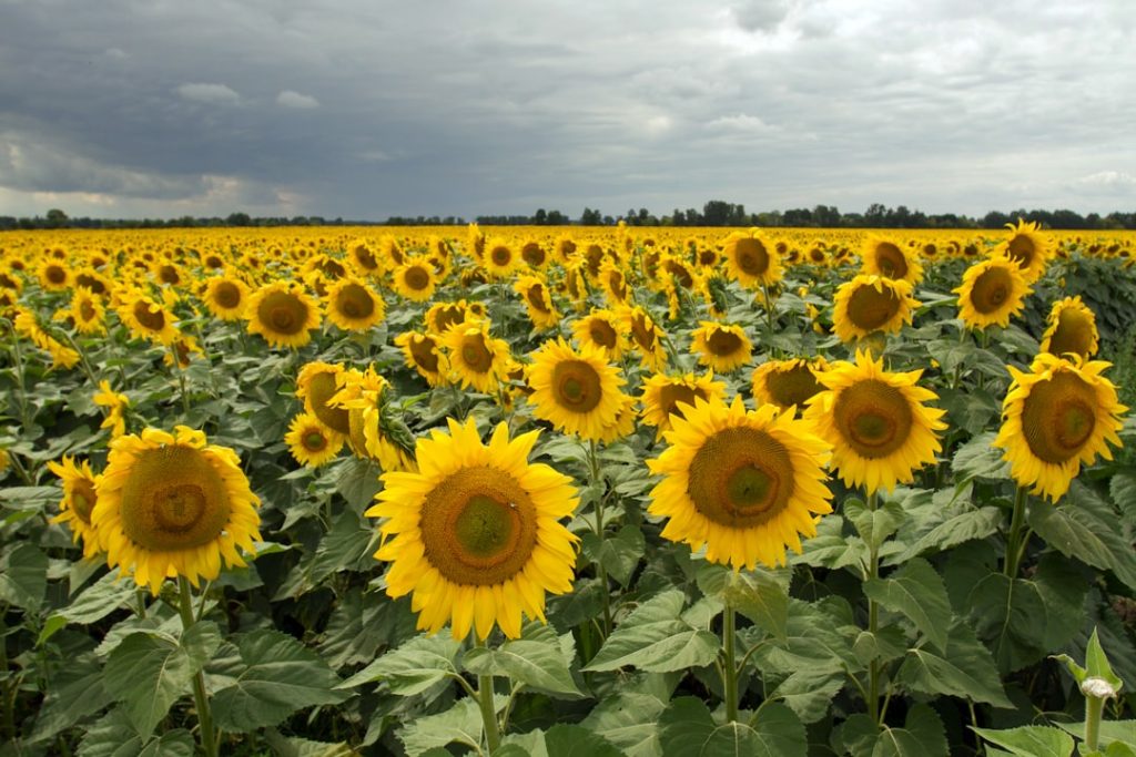 Photo Sunflower head